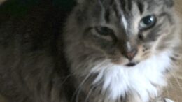 Maddie’s Meadows Pet of the Week