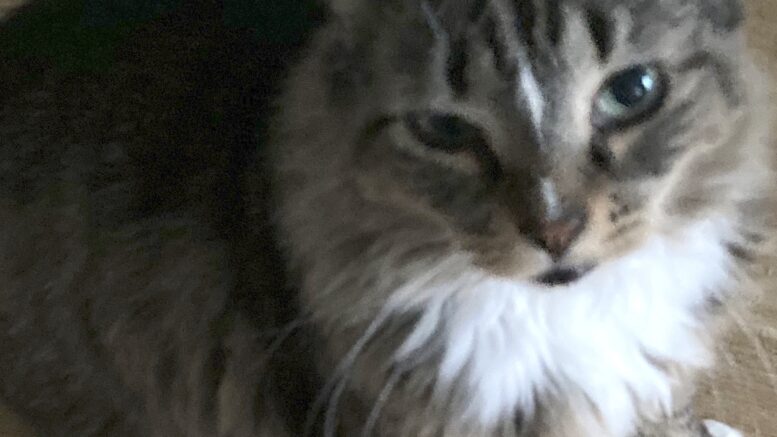 Maddie’s Meadows Pet of the Week