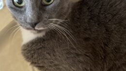 Maddie’s Meadows Pet of the Week