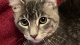 Maddie’s Meadows Pet of the Week