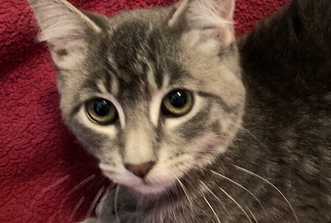 Maddie’s Meadows Pet of the Week