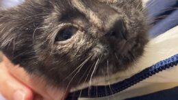 Maddie’s Meadows Pet of the Week