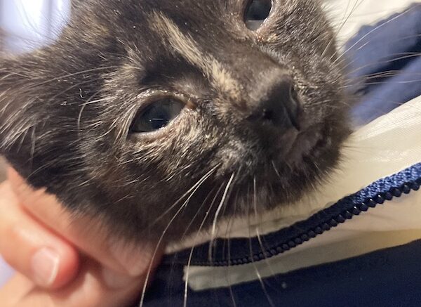 Maddie’s Meadows Pet of the Week