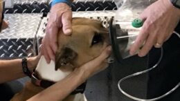 Southern Tier Police Canine Association donates lifesaving equipment To Owego EMS