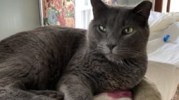 Maddie’s Meadows Pet of the Week