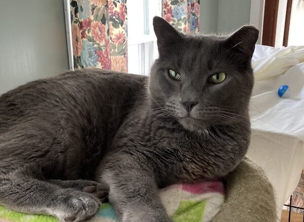 Maddie’s Meadows Pet of the Week