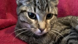 Maddie’s Meadows Pet of the Week