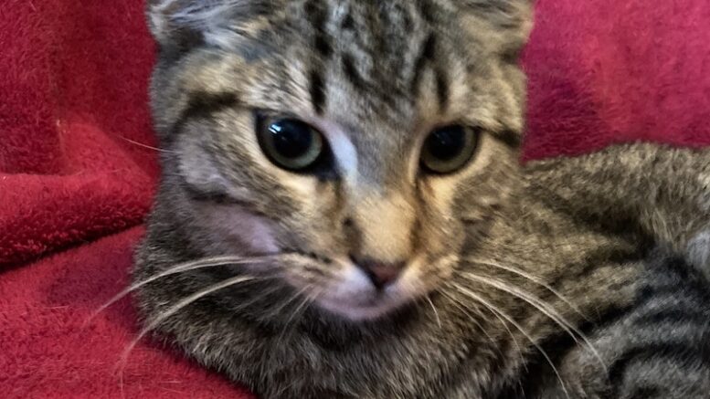 Maddie’s Meadows Pet of the Week