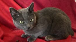 Maddie’s Meadows Pet of the Week