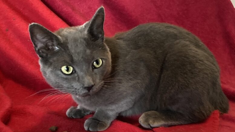 Maddie’s Meadows Pet of the Week