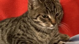 Maddie’s Meadows Pet of the Week