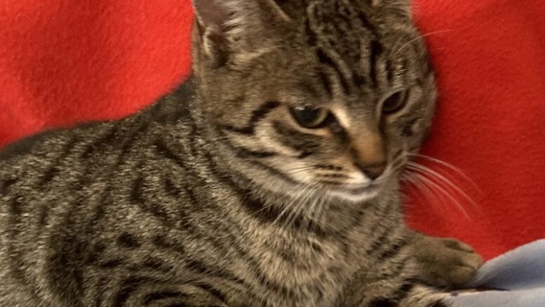 Maddie’s Meadows Pet of the Week