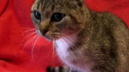 Maddie’s Meadows Pet of the Week