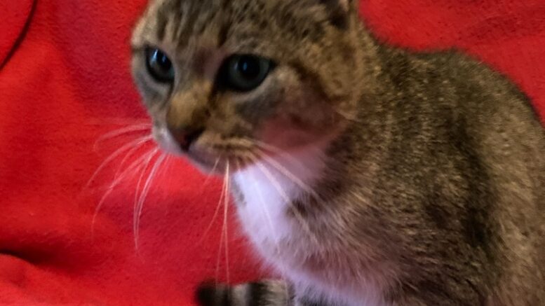 Maddie’s Meadows Pet of the Week