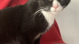 Maddie’s Meadows Pet of the Week