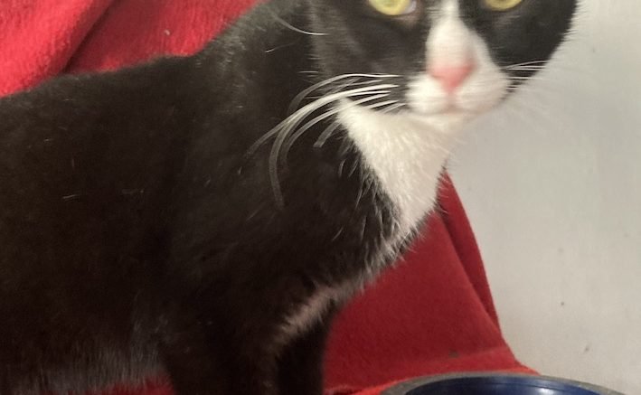 Maddie’s Meadows Pet of the Week