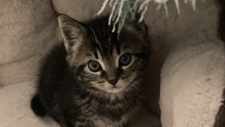 Maddie’s Meadows Pet of the Week