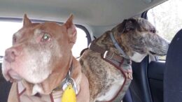 Rescued dog gets a second chance