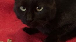 Maddie’s Meadows Pet of the Week