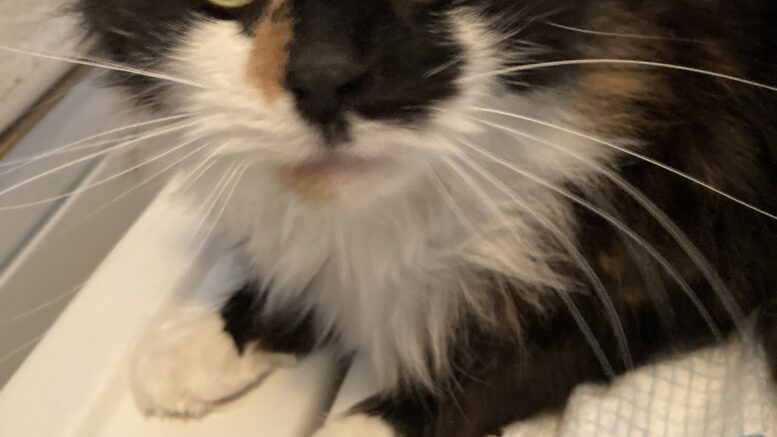 Maddie’s Meadows Pet of the Week