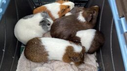 Town of Union man arrested after discarding animals on riverbank in Owego