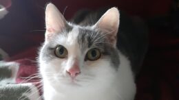 Maddie’s Meadows Pet of the Week