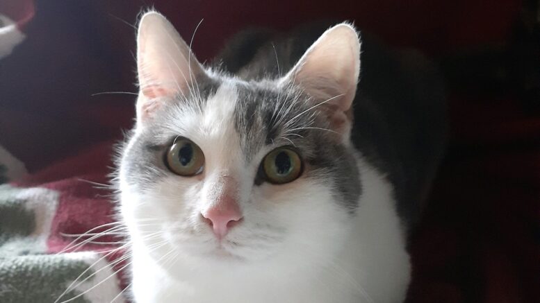 Maddie’s Meadows Pet of the Week