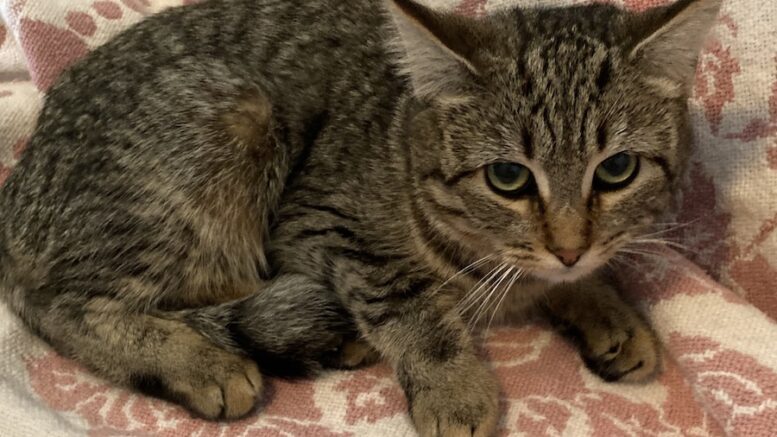 Maddie’s Meadows Pet of the Week