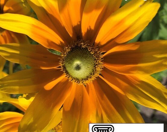 Lyceum offers learning choices