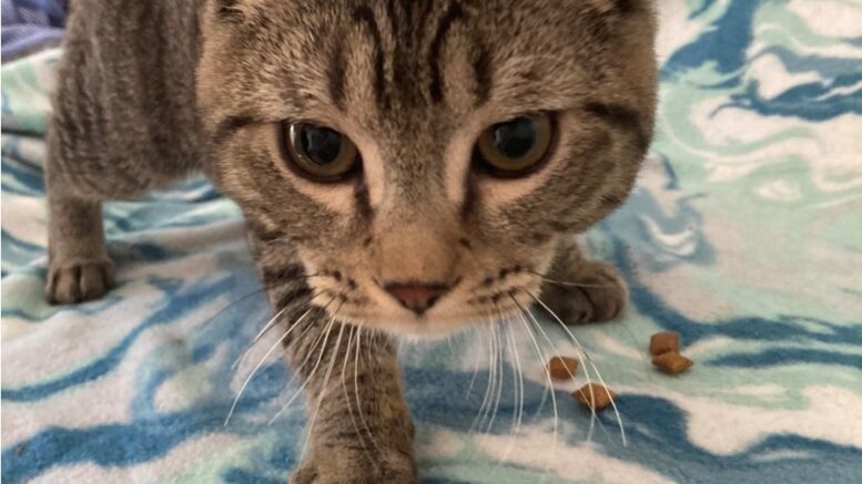 Maddie’s Meadows Pet of the Week