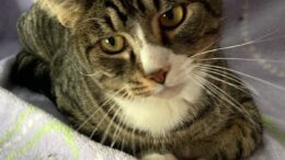 Maddie’s Meadows Pet of the Week