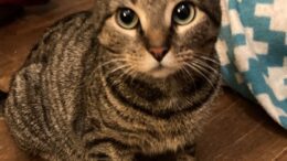 Maddie’s Meadows Pet of the Week