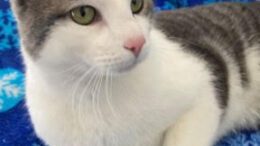 Maddie’s Meadows Pet of the Week