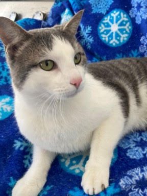 Maddie’s Meadows Pet of the Week