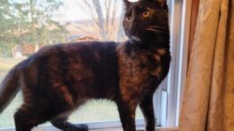 Maddie’s Meadows Pet of the Week