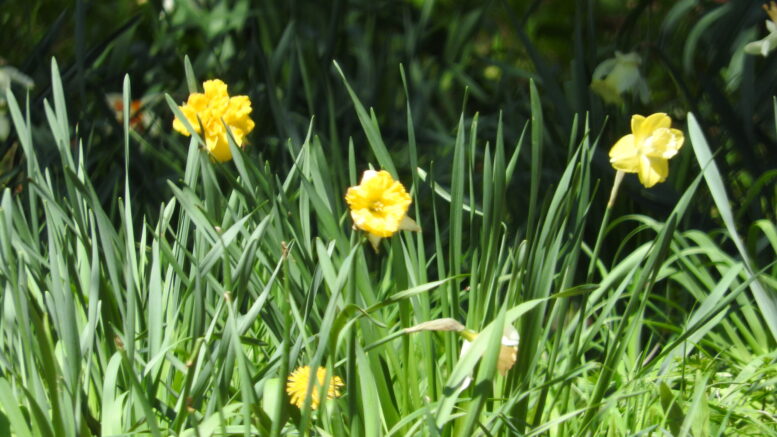 Daffodil Festival returns to Candor!
