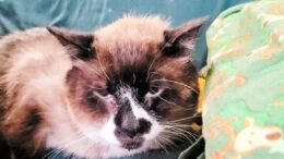 Maddie’s Meadows Pet of the Week