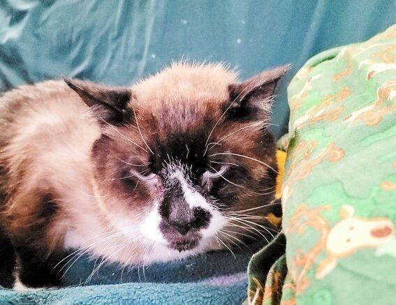 Maddie’s Meadows Pet of the Week