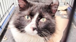 Maddie’s Meadows Pet of the Week