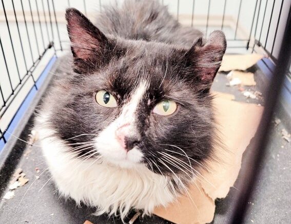 Maddie’s Meadows Pet of the Week
