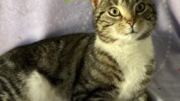 Maddie’s Meadows Pet of the Week