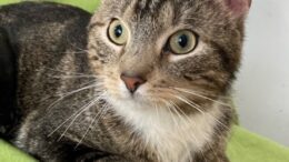 Maddie’s Meadows Pet of the Week