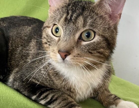 Maddie’s Meadows Pet of the Week