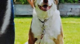 Maddie’s Meadows Pet of the Week