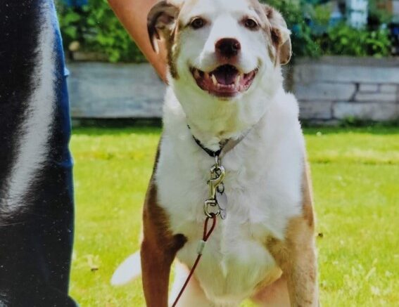 Maddie’s Meadows Pet of the Week