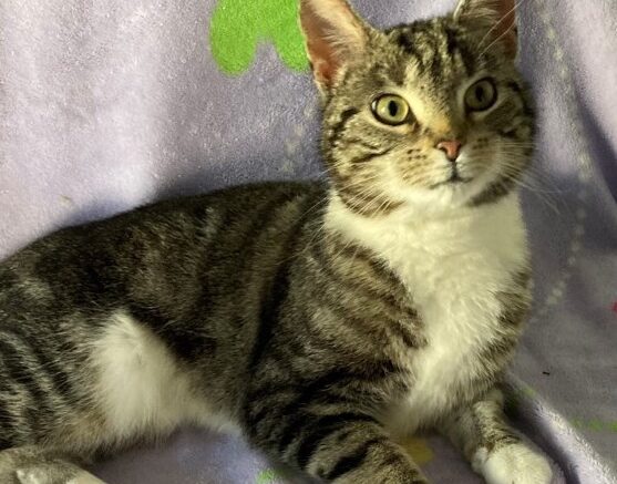 Maddie’s Meadows Pet of the Week