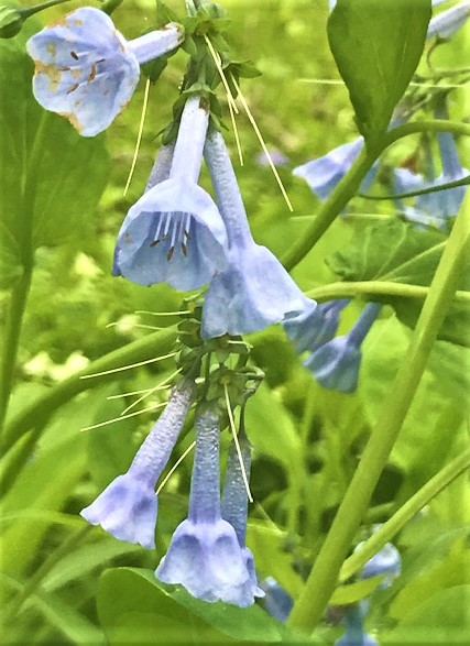 First Annual Bluebell&nbsp;Day held at the Farmstead