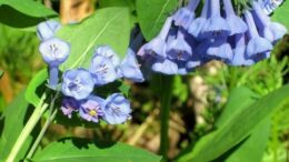 Bluebell Festival at the Bement-Billings Farmstead