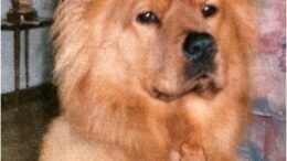 Maddie’s Meadows Pet of the Week