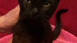 Maddie’s Meadows Pet of the Week